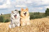 CHIEN FINNOIS DE LAPONIE 057